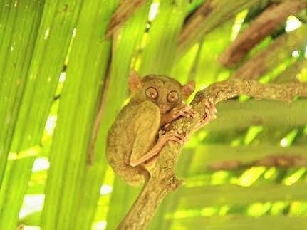 Pamilacan Island Tourist Inn And Restaurant Bohol Екстер'єр фото